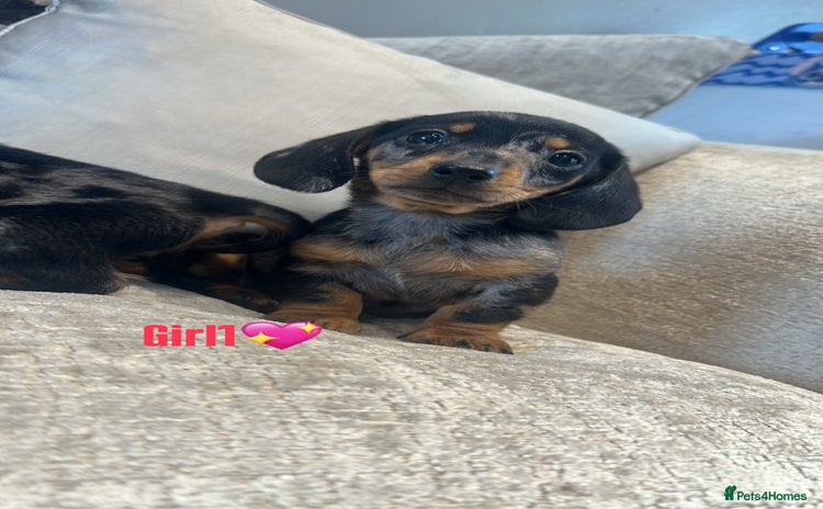 Miniature Dachshund dogs - Advert 7