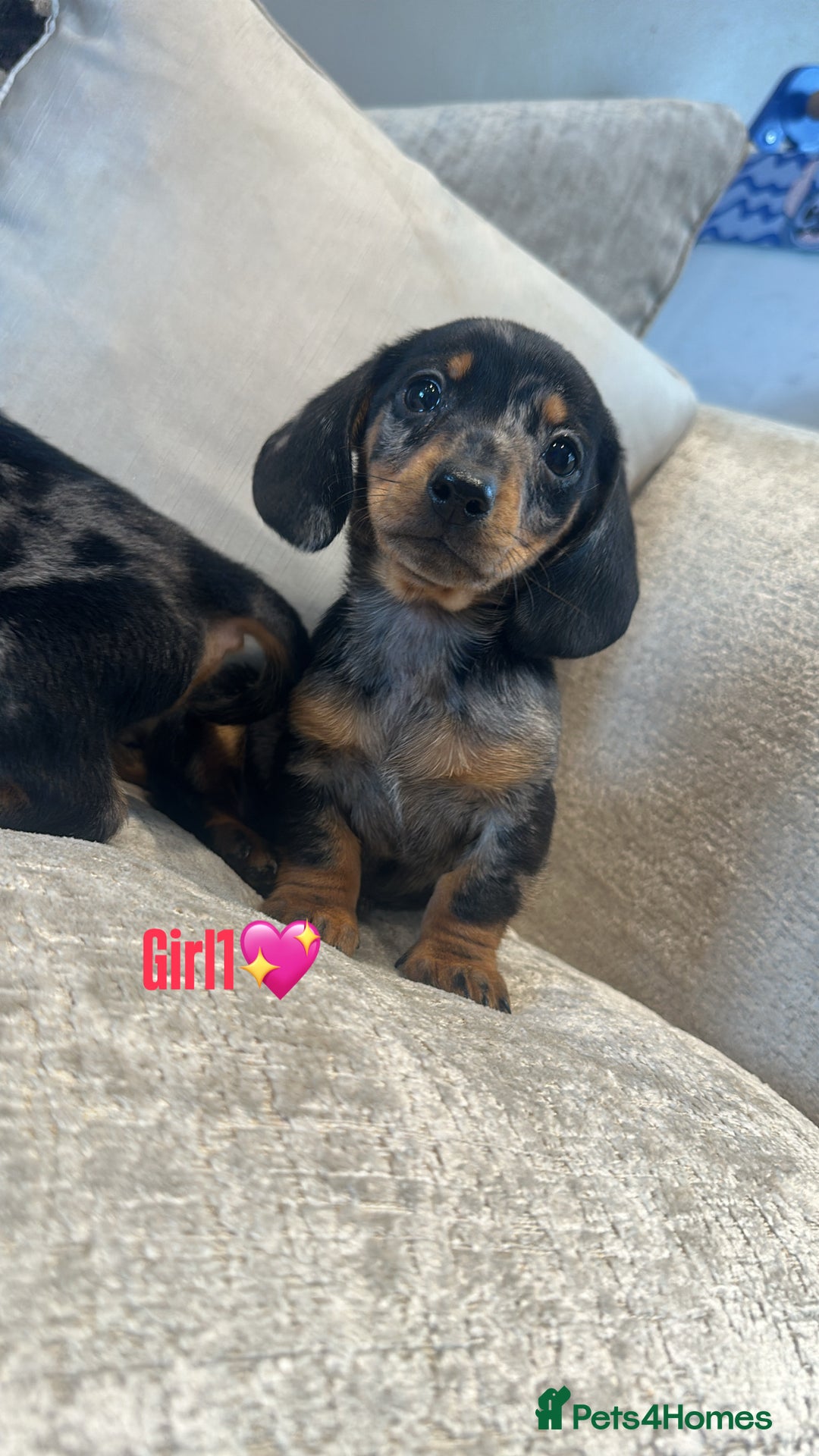 Miniature Dachshund dogs for sale: 🐾Adorable miniature dachshunds 🐾 - Image 1