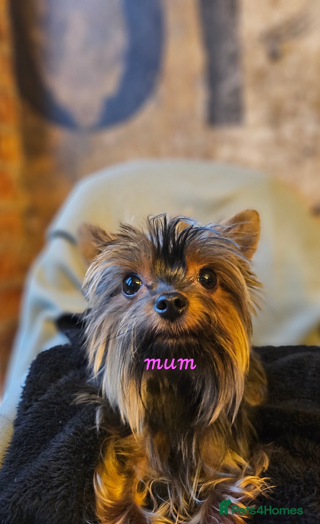 Yorkshire Terrier dogs for sale: miniature toy yorkie pups - Image 26