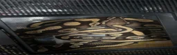 Python Snake reptiles for sale: Male and female + set up  in Auchterarder - Advert 2
