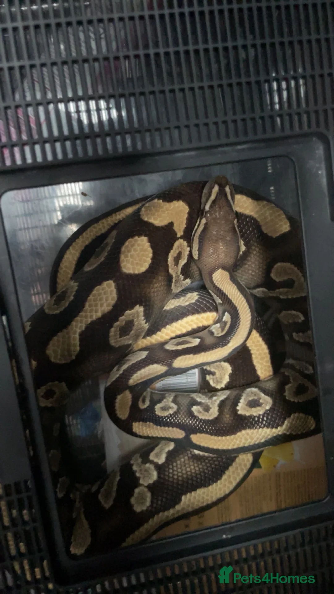 Python Snake reptiles for sale: Male and female + set up  in Auchterarder - Advert 2