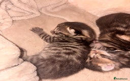 Bengal cats for sale: 5 bengal kittens  - Image 10