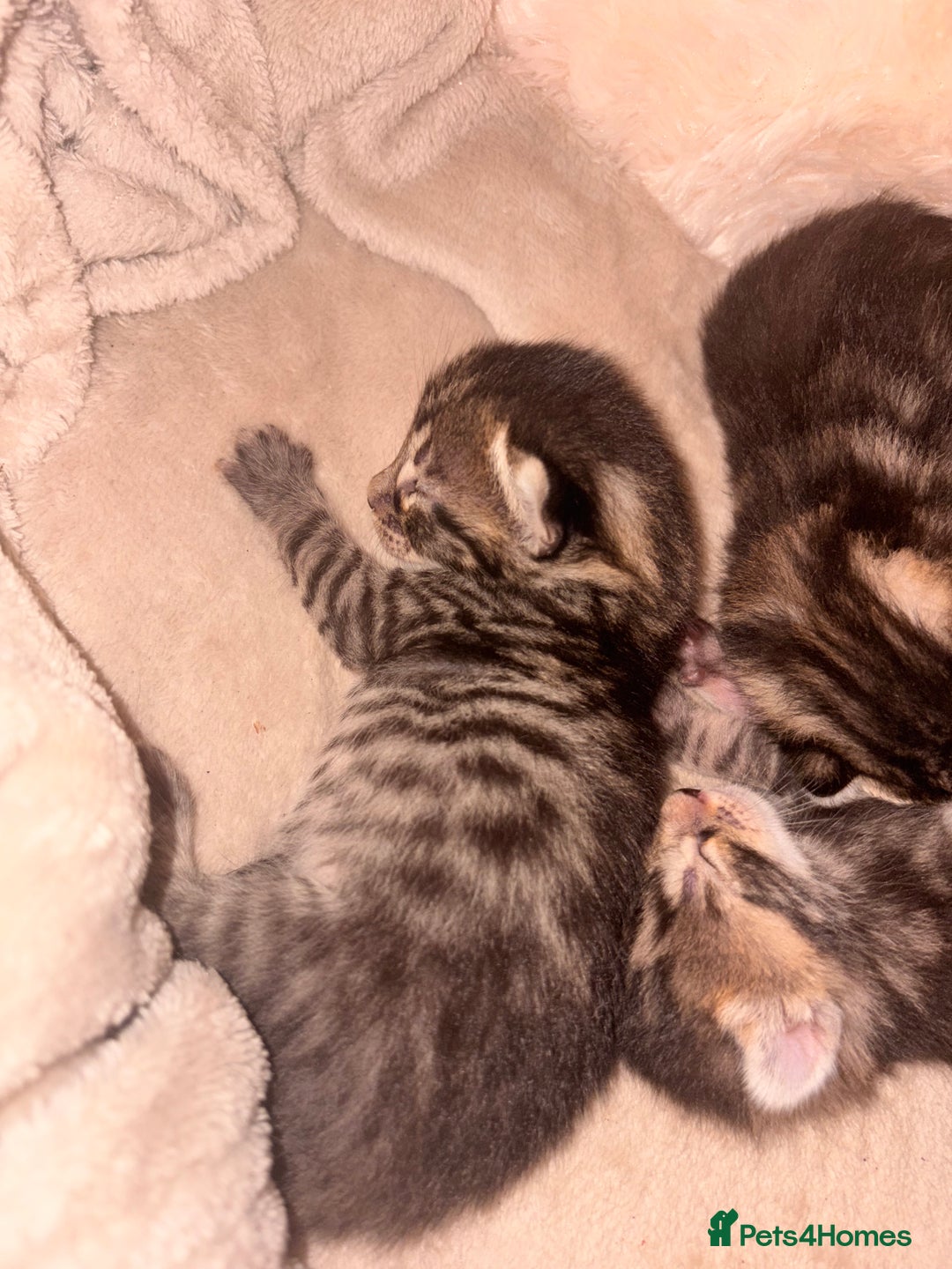 Bengal cats for sale: 5 bengal kittens  - Image 10