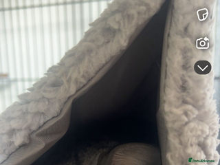 Chinchilla rodents for sale - Advert 1