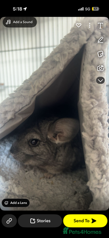 Chinchilla rodents - Advert 2