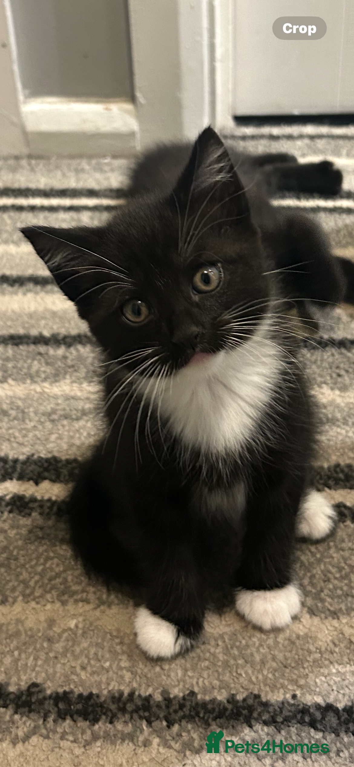 Mixed Breed cats Now SOLD - Advert 23