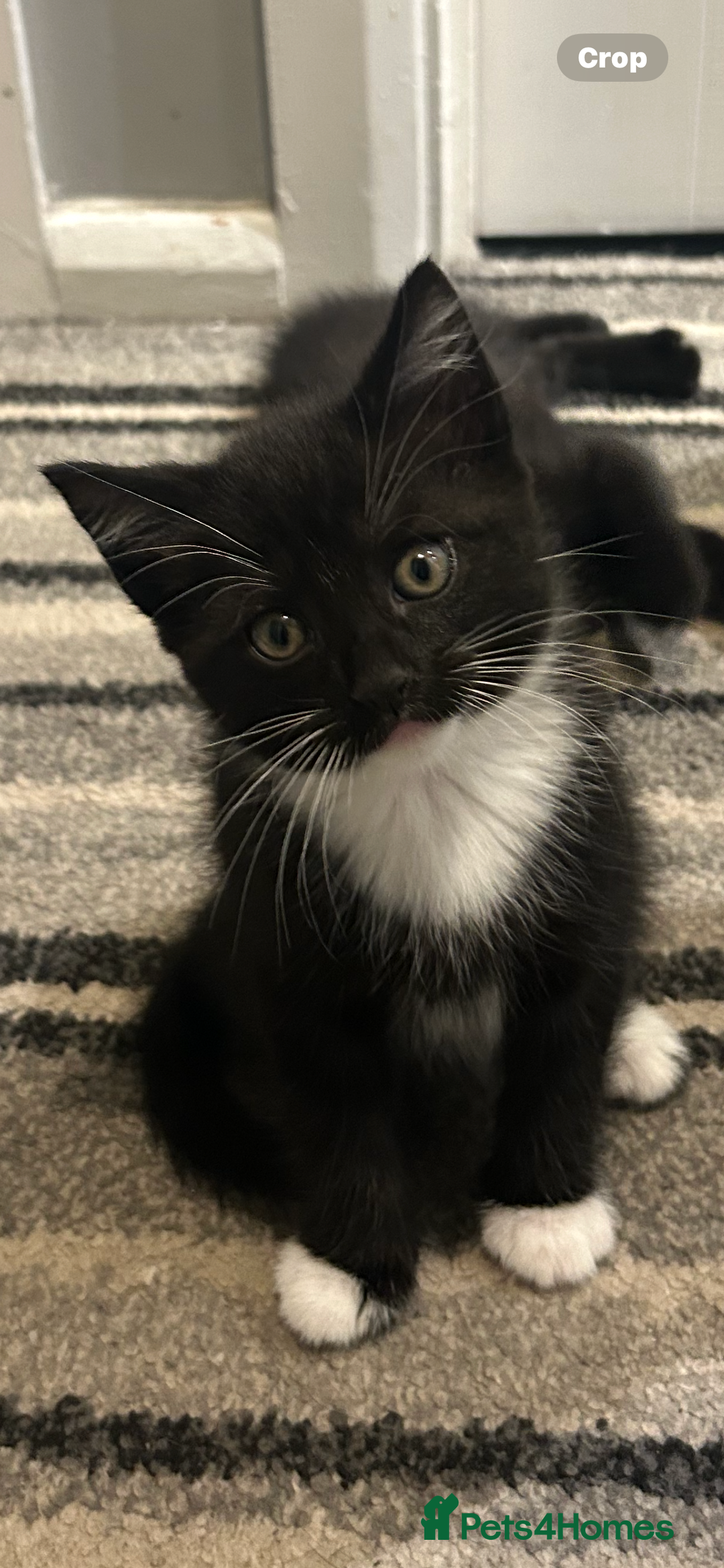 Mixed Breed cats for sale: 2x male kittens - Advert 1