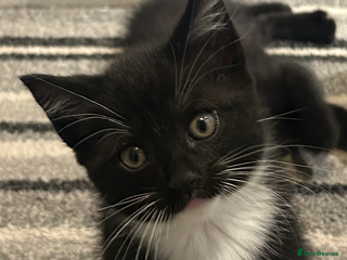 Mixed Breed cats 2x male kittens - Advert 1