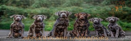 Labrador Retriever dogs for stud: Perfect Well Proven Health Tested Silver Stud in Appleby-in-Westmorland - Advert 19
