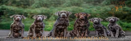 Labrador Retriever dogs for stud: Perfect Well Proven Health Tested Silver Stud in Appleby-in-Westmorland - Advert 19