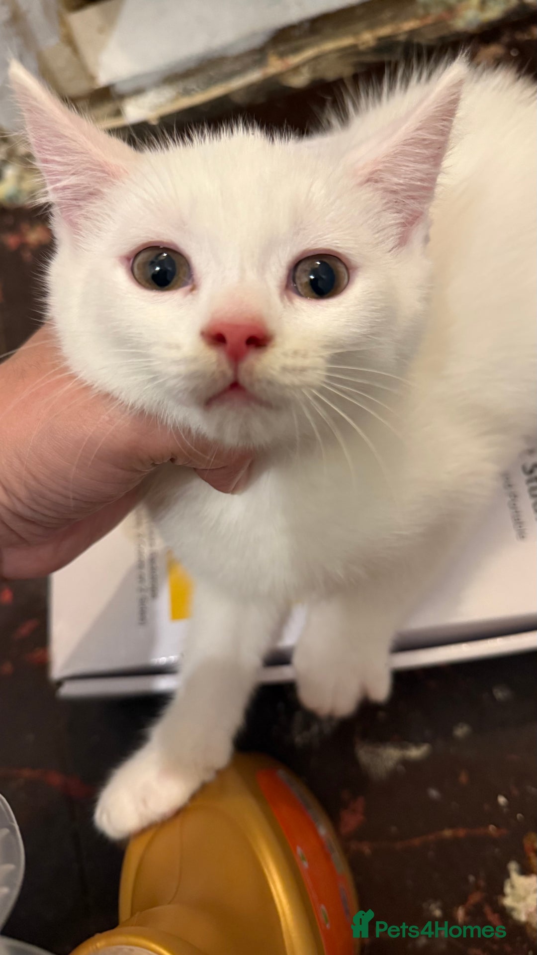 British Shorthair cats for sale: Kittens - Image 1