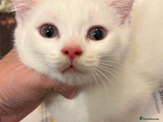 British Shorthair cats - Advert 24