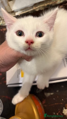 British Shorthair cats - Advert 11