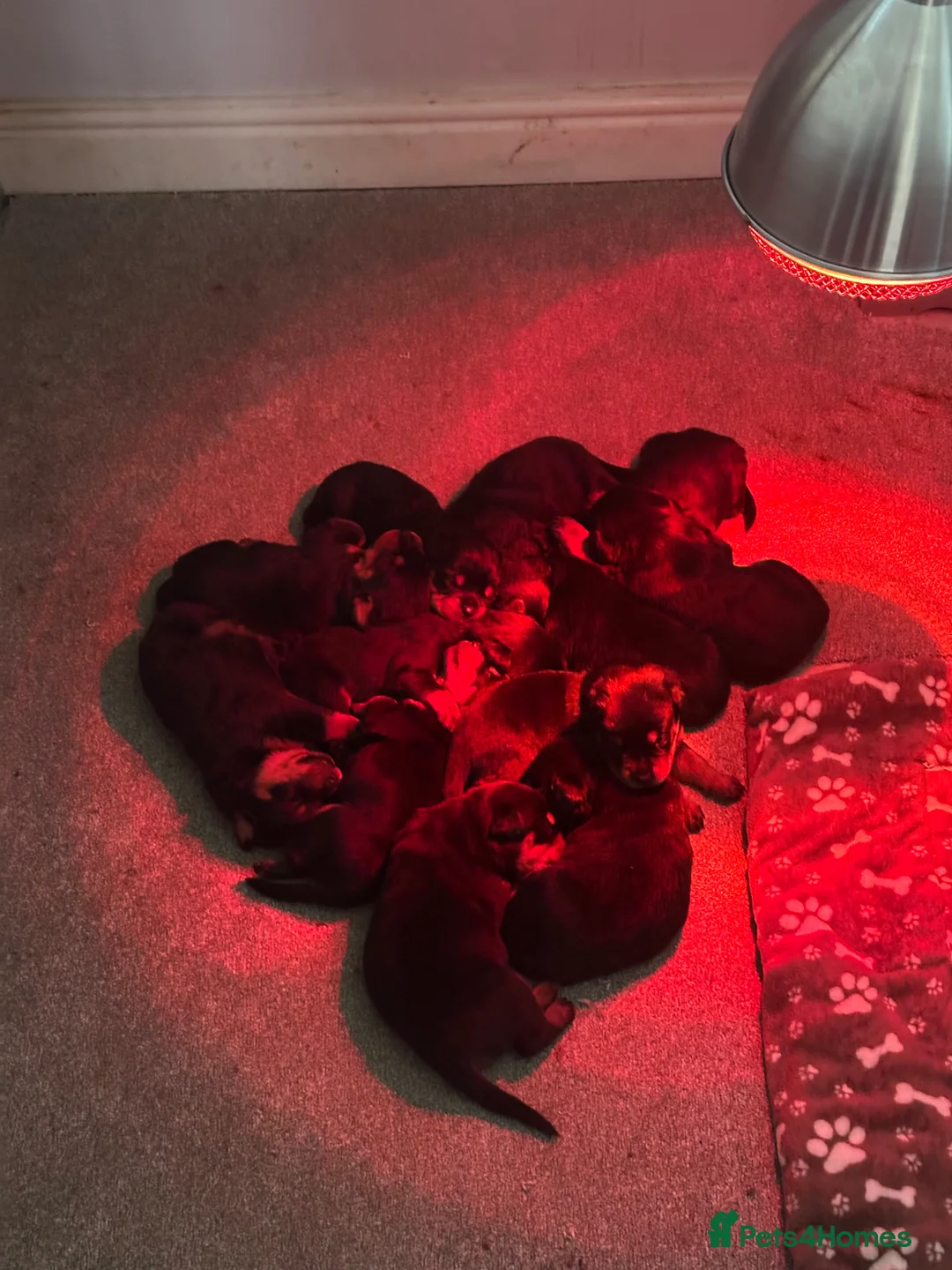 Rottweiler dogs for sale: Beautiful Rottweiler puppies  - Advert 5