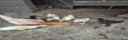 Mixed Breed poultry for sale: 4 white ducklings for sale £15 each  in Manchester - Advert 5