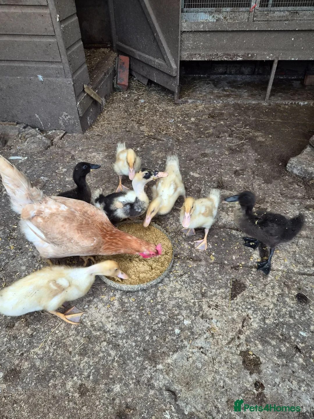 Mixed Breed poultry for sale: 4 white ducklings for sale £15 each  in Manchester - Advert 5