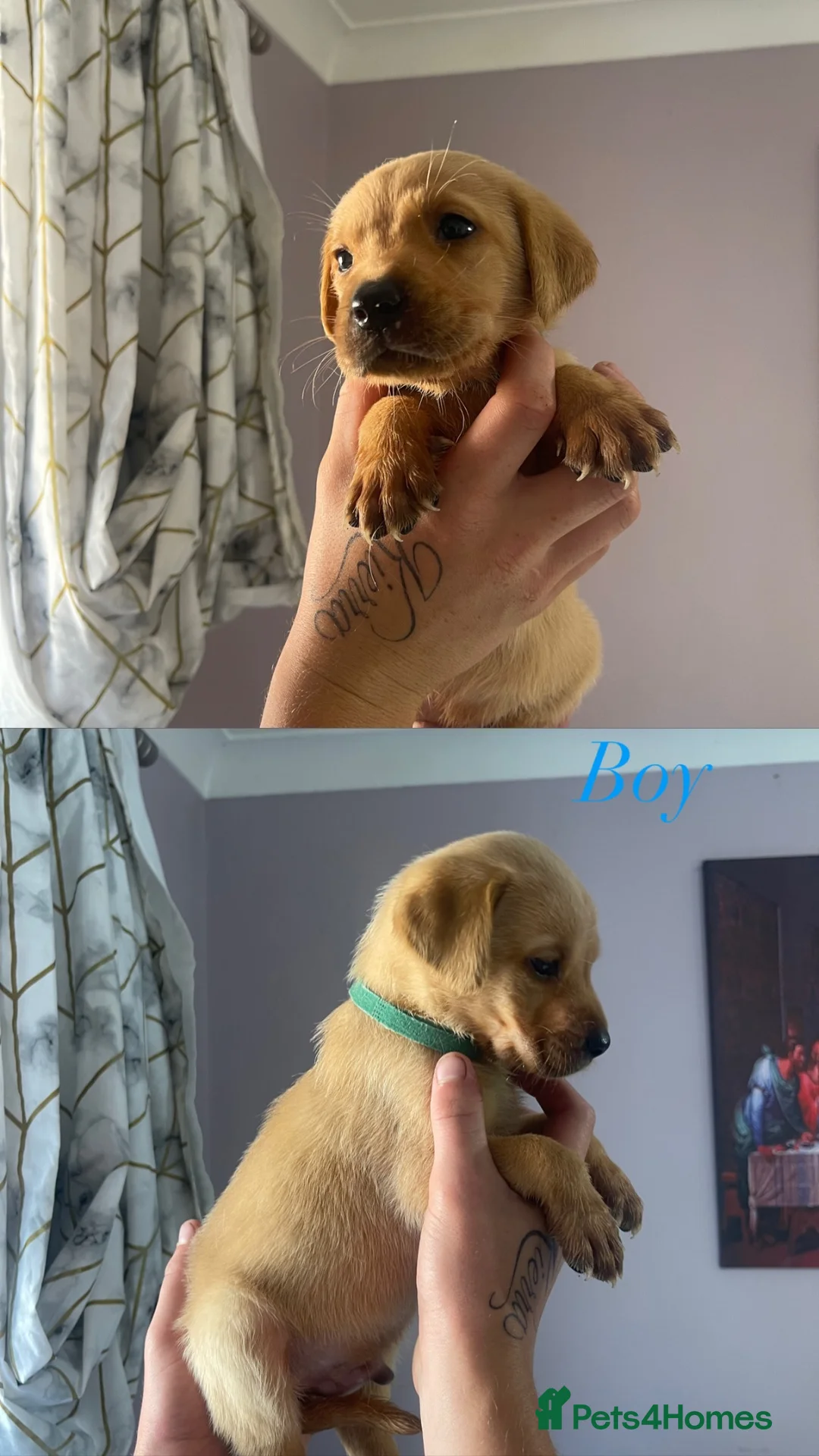 Labrador Retriever dogs for sale: Labrador puppies - Advert 2