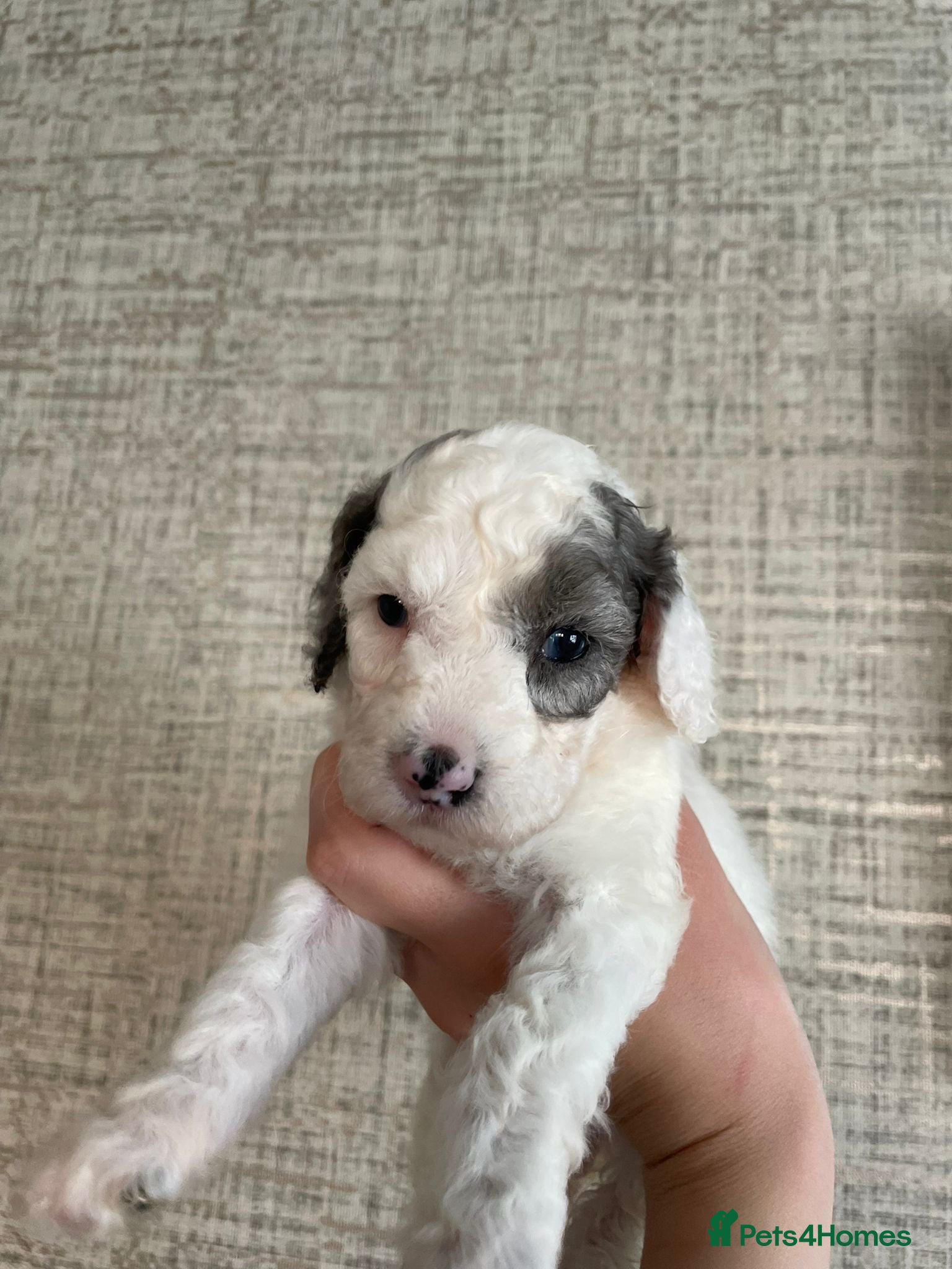 Cavapoo dogs Stunning extensively health tested cavapoo pups - Advert 4