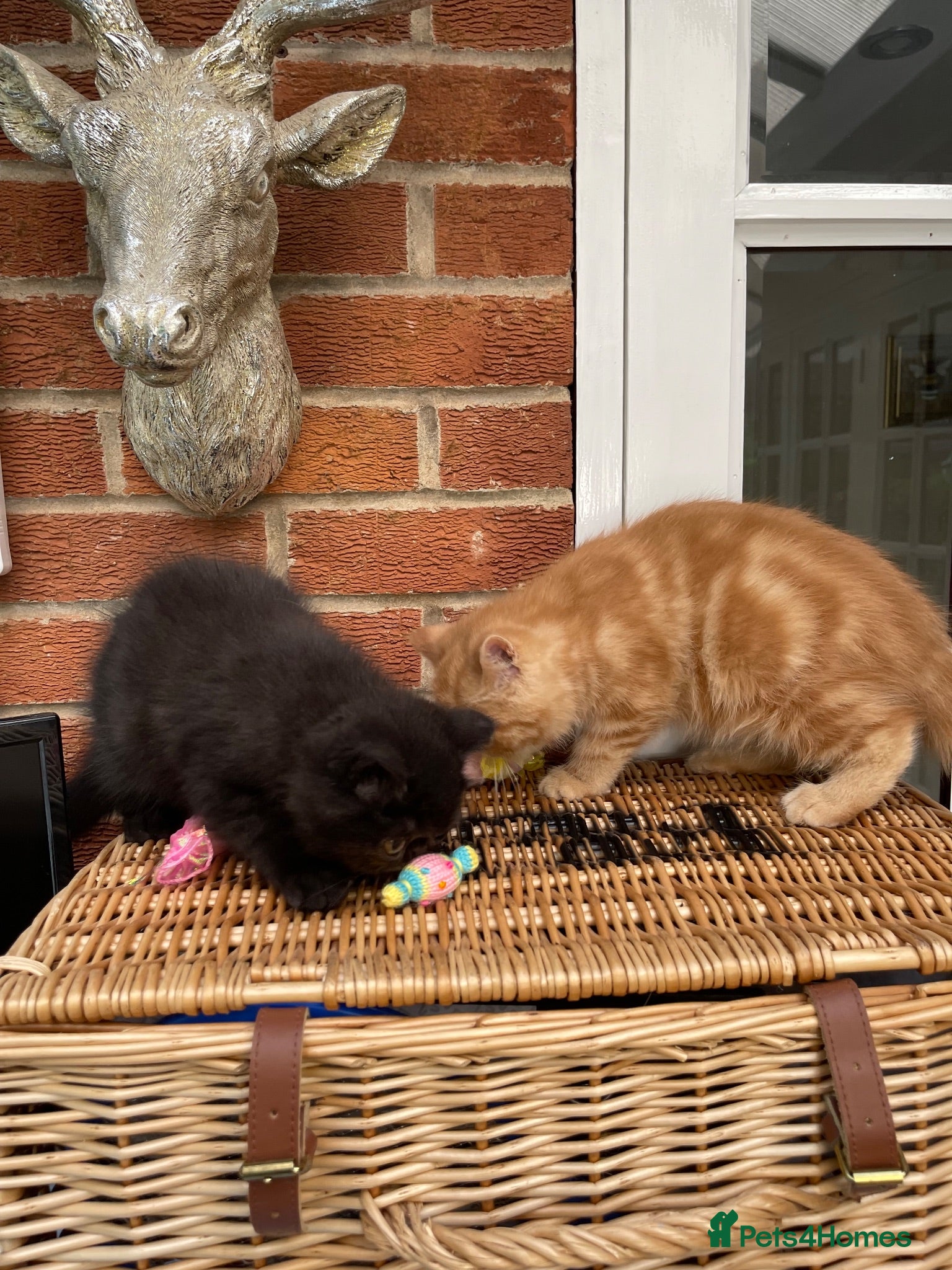 Exotic cats 💙Beautiful Exotic Shorthair Boy Kittens💙 - Advert 2
