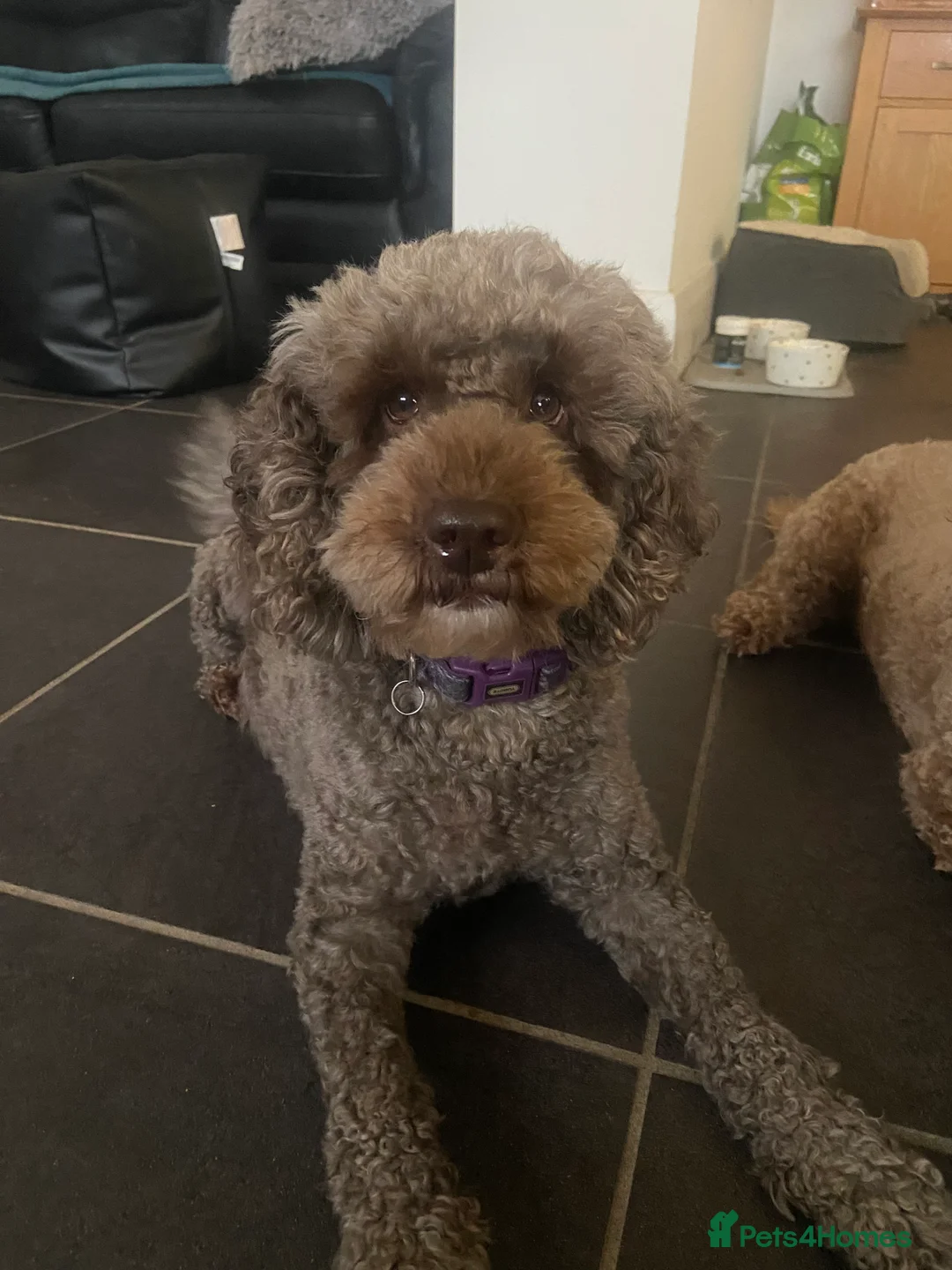 Cockapoo dogs for sale: Beautiful f1b cockapoos genetically tested - Advert 2