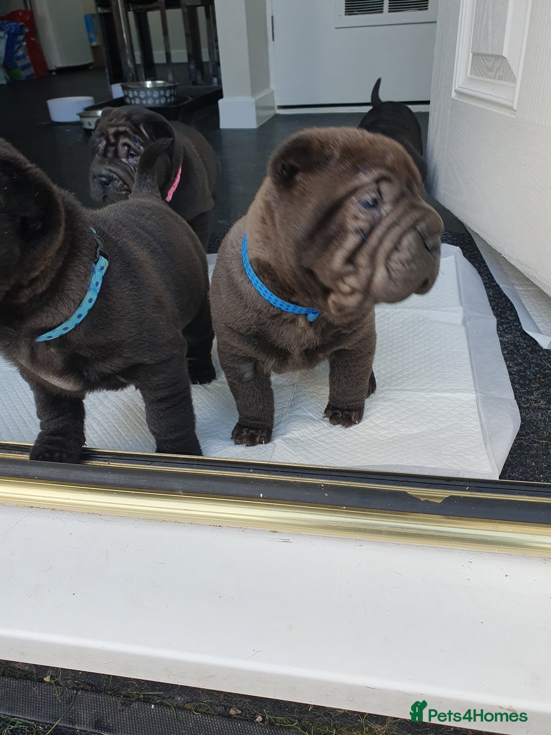 Shar Pei dogs for sale: Stunning KC Registered Shar Pei puppies - Advert 21