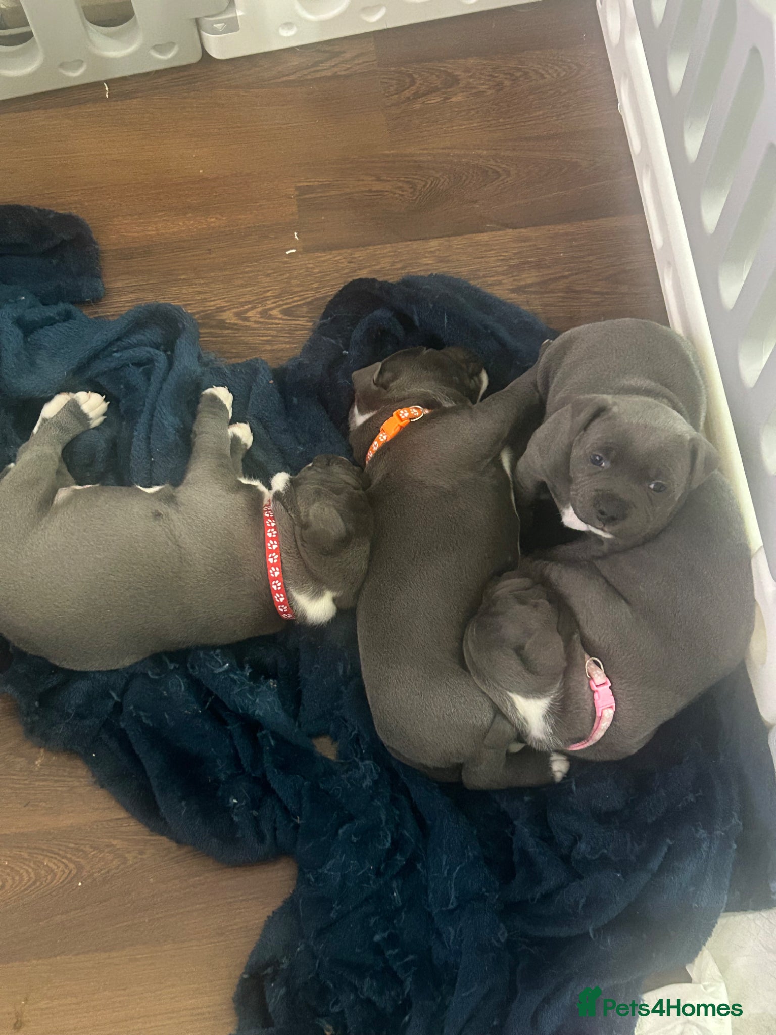 Staffordshire Bull Terrier dogs 3 male staffys kc reg - Advert 7