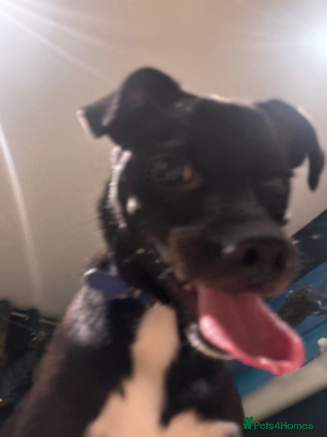 Mixed Breed dogs for sale: Milo the Pug X Collie  - Image 11