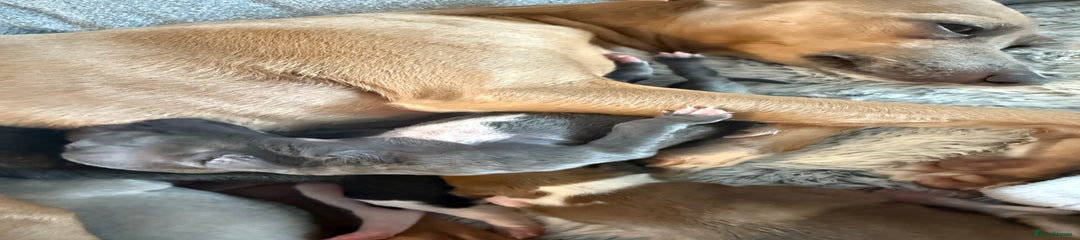 Italian Greyhound grey
