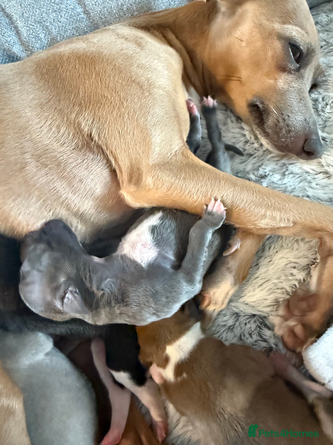 Italian Greyhound dogs for sale: Italian greyhound 4 gorgeous boys 💙 - Image 5
