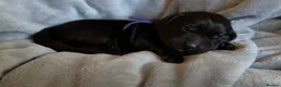 Goldador dogs for sale: Beautiful Goldador Puppies - Advert 21