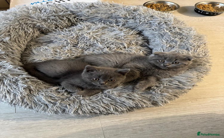 British Shorthair cats - Advert 1