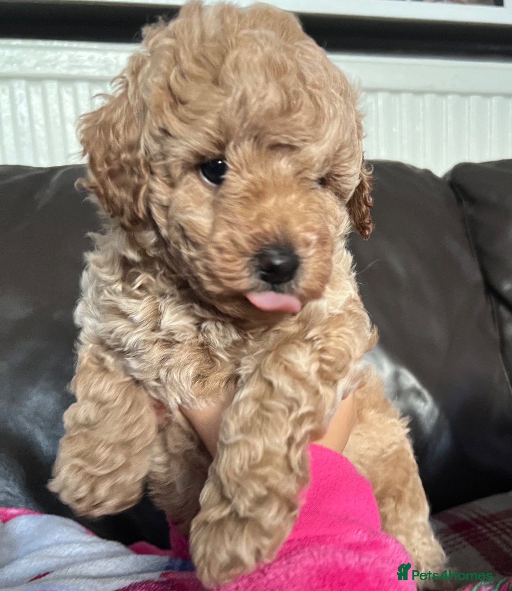 Toy Poodle dogs Gorgeous Toy Poodle Looking for Their Forever Home - Advert 1