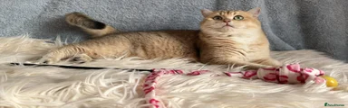 British Shorthair 1