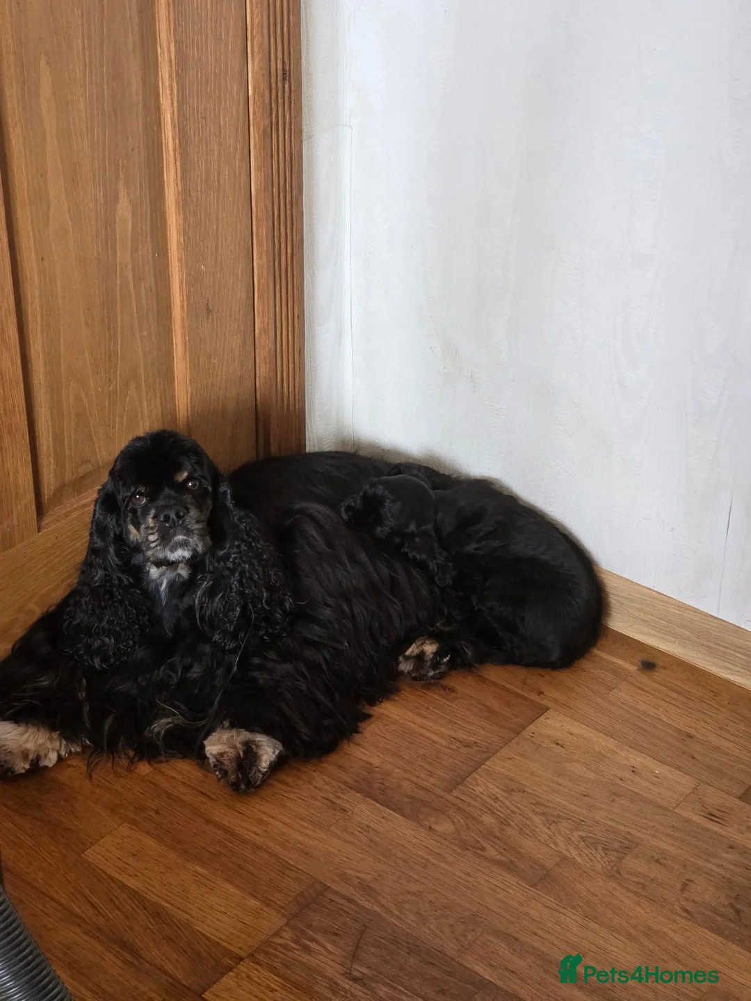 American Cocker Spaniel dogs for sale: American cocker spaniel boy - Advert 2