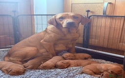 Labrador Retriever dogs for sale: Striking Fox Red Puppies  - Image 11