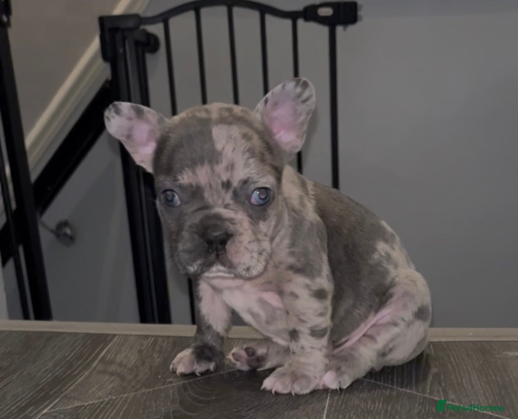 French Bulldog dogs 1 Beautiful french bulldog male puppy available  - Advert 2