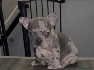 French Bulldog dogs 1 Beautiful french bulldog male puppy available - Advert 1