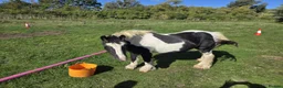 Irish Cob horses for sale: Traditional Cob - Advert 6