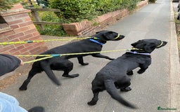 Labrador Retriever dogs for sale: Handsome Reggie needs forever family - Image 6