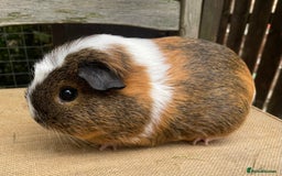 Guinea Pig rodents for sale: Pretty sow - Image 2