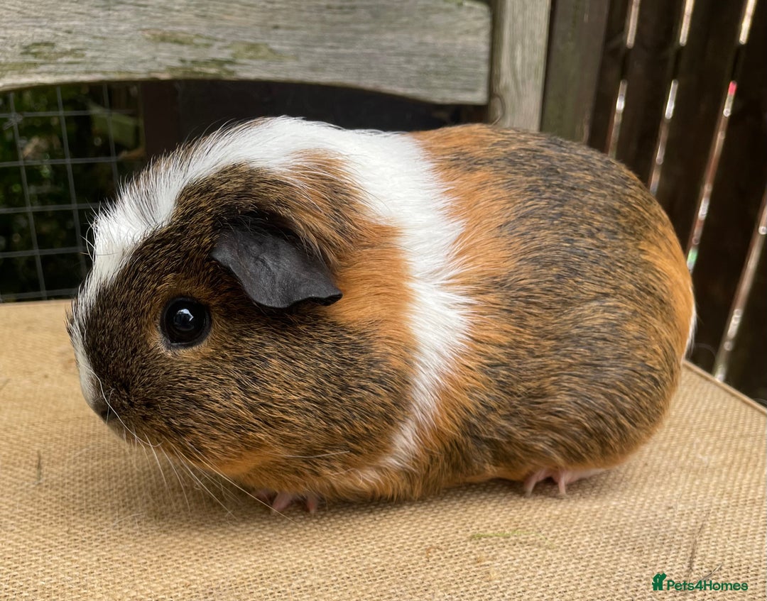 Guinea Pig rodents for sale: Pretty sow - Image 2