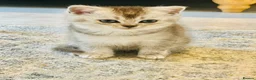 Scottish Fold cats for sale: Pure Scottish Fold  - Advert 11