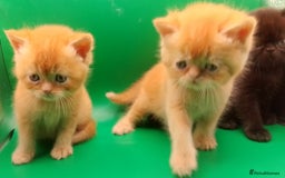 Exotic cats for sale:  Exotic British shorthair  - Image 4