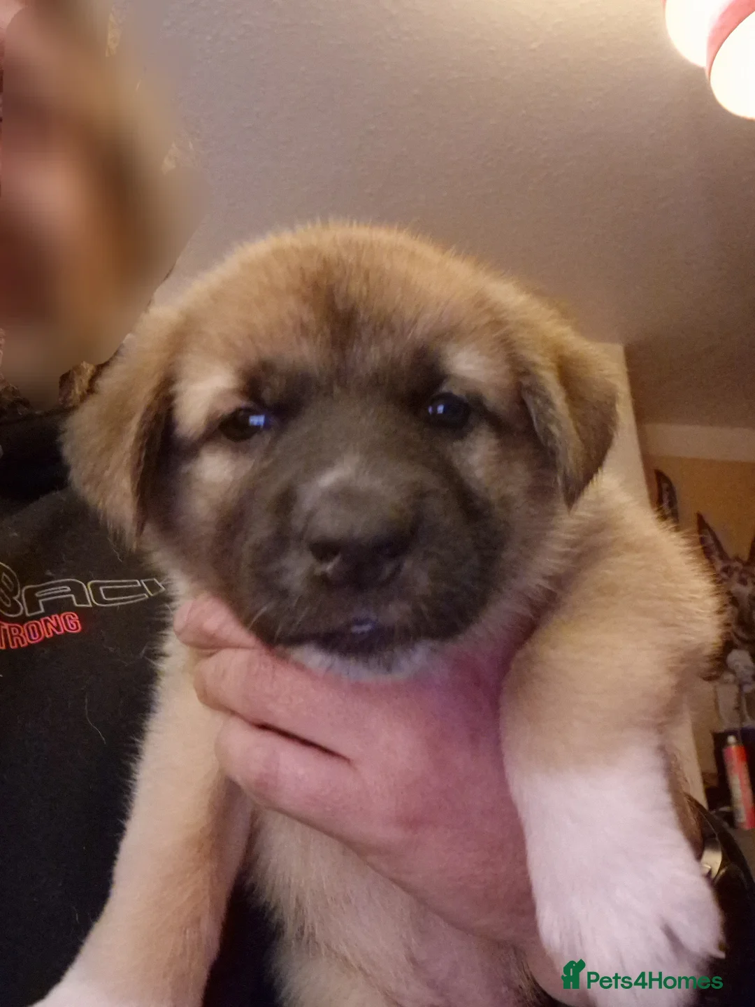 Mixed Breed dogs for sale: Caucasian Shepsky puppies for sale. - Advert 3