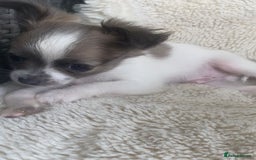 Chihuahua dogs for sale: 2 chihuahua boys left  - Image 4