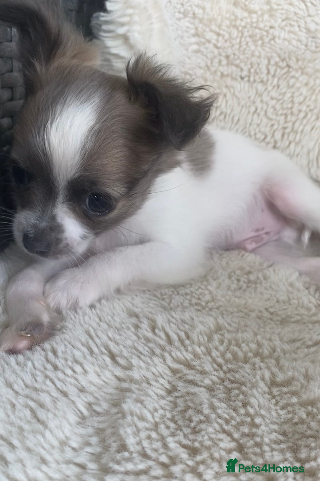 Chihuahua dogs for sale: 2 chihuahua boys left  - Image 4