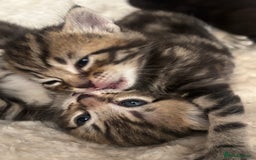 Mixed Breed cats for sale: Beautiful mixed breed kittens - Image 7