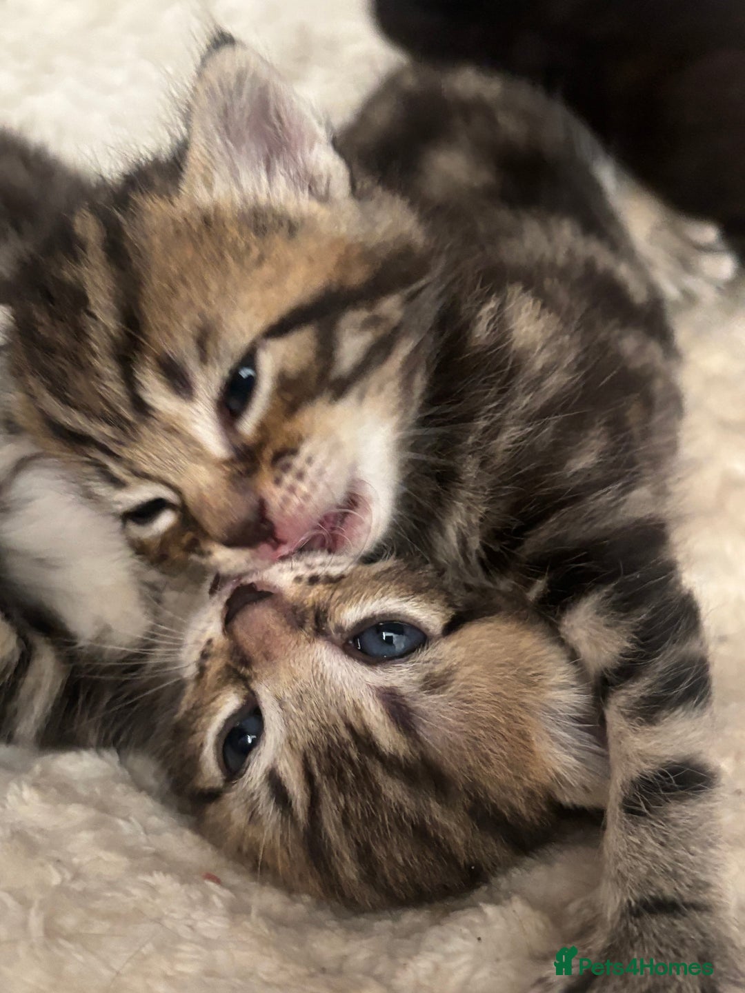 Mixed Breed cats for sale: Beautiful mixed breed kittens - Image 7