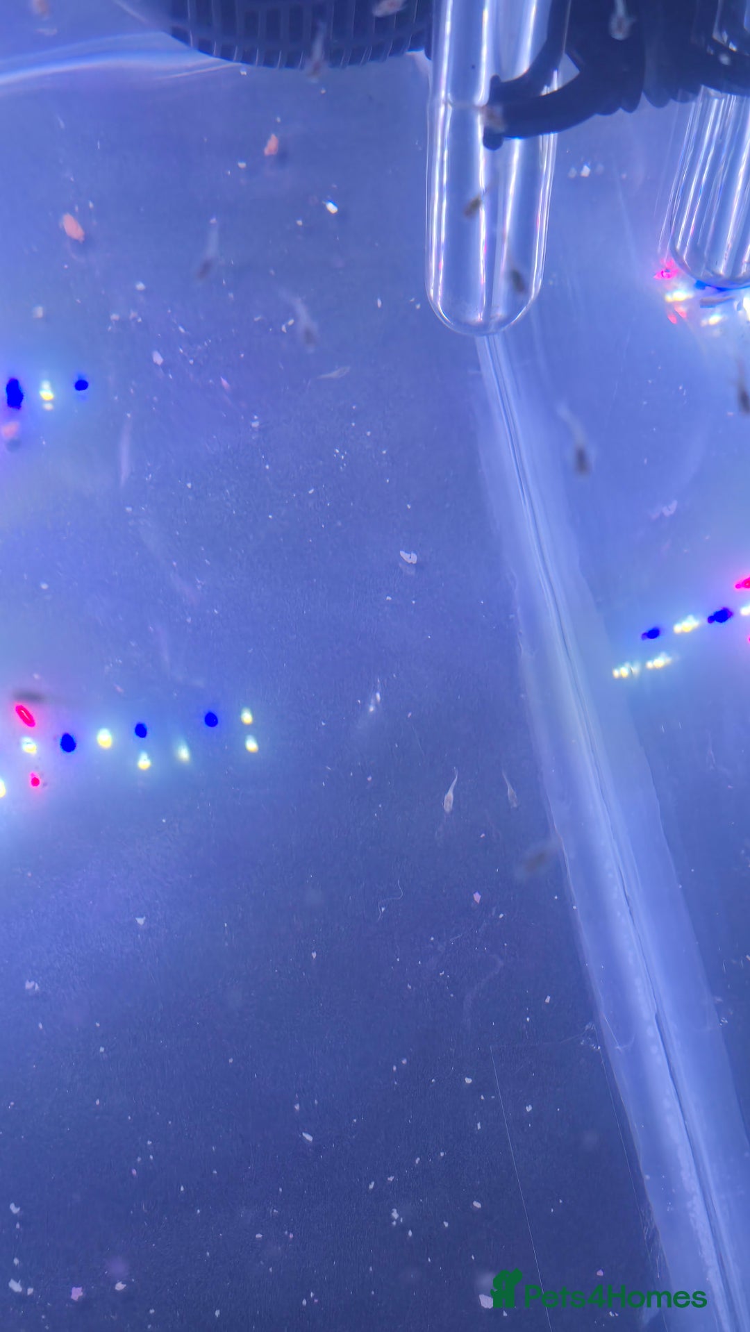 Live Bearers fish for sale: Guppy babys  - Image 2