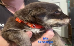 German Shepherd dogs for sale: Straight-topline German Shepherd puppies - Image 6